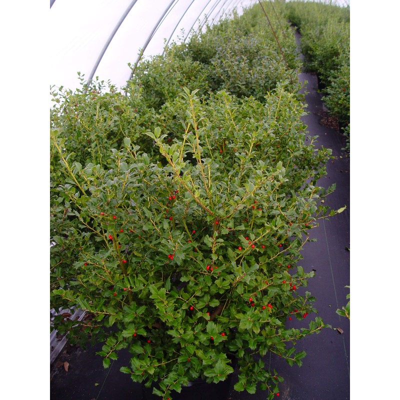 Ilex X meserveae 'China Girl' (Holly) Evergreen, 2 - Size