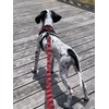PUPTECK Dog Harness and Leash Set for Small Medium Dogs
