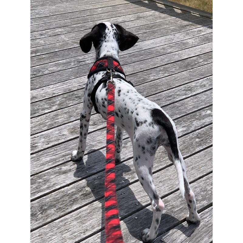 PUPTECK Dog Harness and Leash Set for Small Medium Dogs