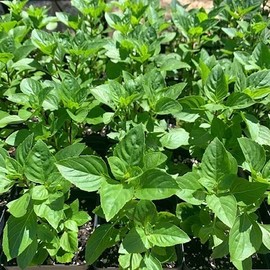 Perennial Basil Plant - Basil 'Greek Columnar' - Organic and All Natural Grown - 3.5 inch pots - Grown in Louisiana by Louisiana Herbs LLC.