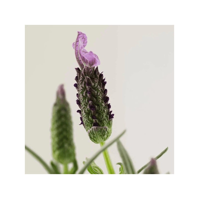 PAYOT CREME No2 Soothing Aromatic Balm 30ml