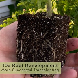 Clovers Garden Salvia Purple and Bloom Plants - Two (2) Live Plants – Non-GMO - Not Seeds - Each 4" to 8" Tall – in 4" Inch Pots - Pollinator Magnet, Heat Tolerant, Low Maintenance