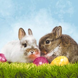 20 Lunch Napkins Easter Family Rabbit Animal 33 cm