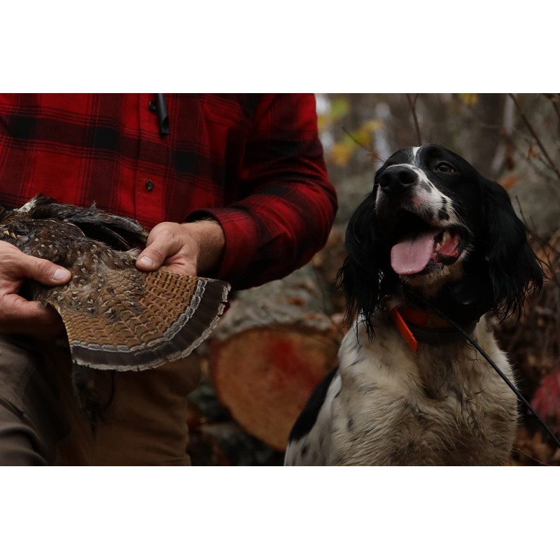 DogBone Grouse Scent for Training Your Bird Dog