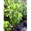 Unbranded Lychee tree Mauritius air layered 3ft tree.