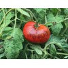 Dark Galaxy Heirloom Tomato Premium Seed Packet