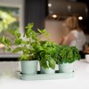 Herb Planter Indoor | Grow Fresh Herbs At Home |