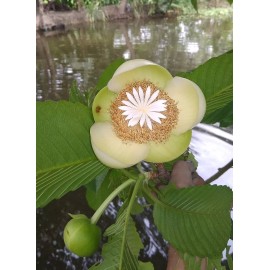 Buy Rare Seeds Dillenia indica | Chulta | Elephant Apple | Hondapara Tree | Ou Tenga | 20_Seeds