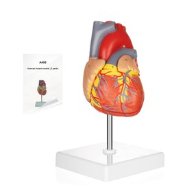 Merinden Modelo de corazón humano para anatomía, modelo de corazón de trabajo, modelo de corazón de cuerpo humano con imanes en la base, tamaño real de 2 partes, anatómicamente preciso, modelo médico de corazón numerado con 48 estructuras anatómicas