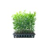 Southern Live Oak Tree | Quercus Virginiana | 10 Live