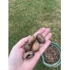 Patrick Creek Farm Texas Native Pecan Tree Seeds 20 Fresh