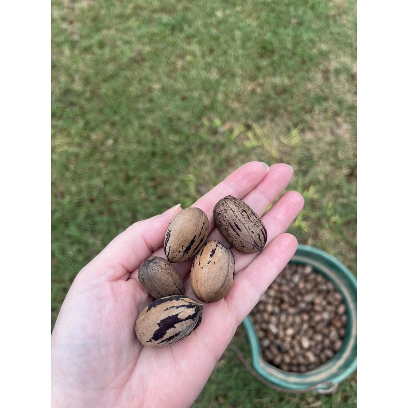 Patrick Creek Farm Texas Native Pecan Tree Seeds 20 Fresh