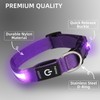 Super Bright LED Dog Collar - Fully Waterproof & Adjustable