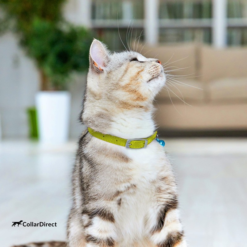 CollarDirect Leather Cat Collar with Safety Clasp, 23-28 cm, Lime
