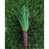 Longleaf Pine Tree | 3 Live Plants | Pines Palustris