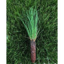 Longleaf Pine Tree | 3 Live Plants | Pines Palustris | Hardy Fast Growing Evergreen Eco-Friendly Trees