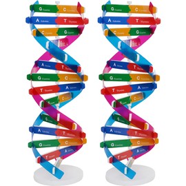 Housoutil 2pcs Kids DNA Model Kit Double Helix Genes DNA Models Biological Science Popularization Teaching Aid for DNA Assembling Display Early Education Toys