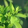 Lavinsara Cineol 10ml Incent Essential Oil Essential Oil