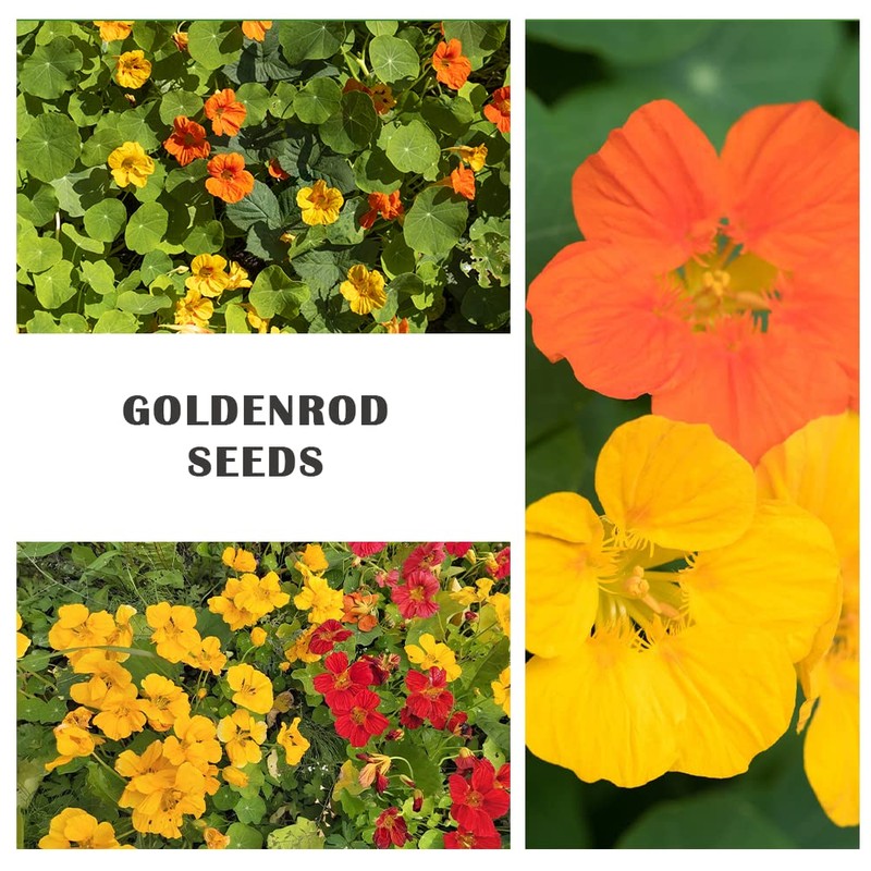 100+ Mix Nasturtium Seeds (Tropaeolum majus) Open Pollinated Easy to