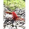 Take's ANTAIKASUWA TG Sea Bream Lava Lure (2.8 oz (80