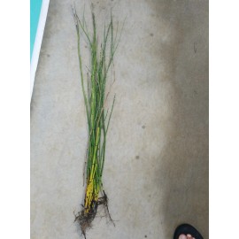60 x Horsetail Reed Bamboo Looking Zen Garden & Pond Plants Live Plant shipped