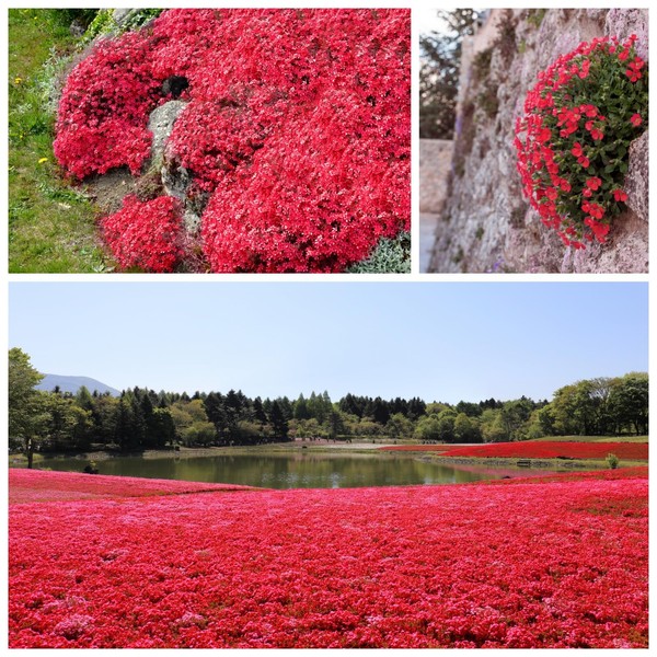 8000+pcs Red Rock Cress Seeds for Planting Low Maintenance Aubrieta