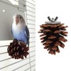 10pcs Bird Bite Pine Cones with Fixing Nuts, Pine Cone