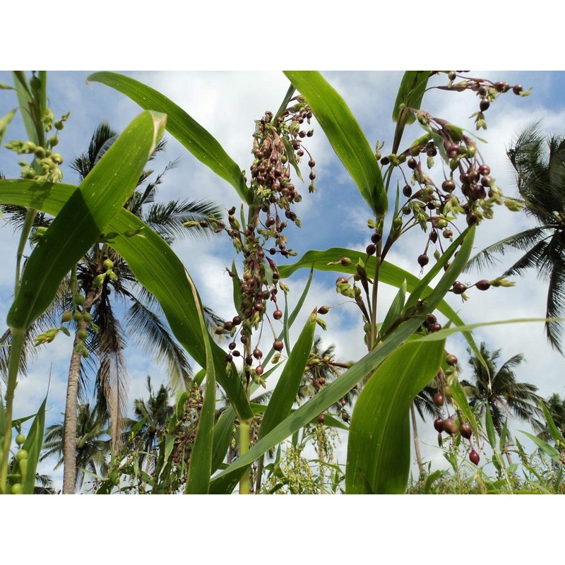 Seeds Job's Tears Coix Millet Annual Flowers for Planting