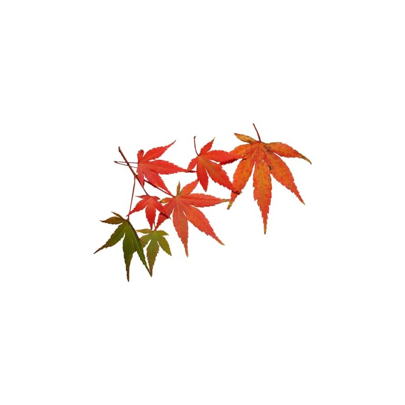 OliveNation Maple Flavor Extract, TTB-Approved for Brewing, Natural Flavors, Non-GMO,