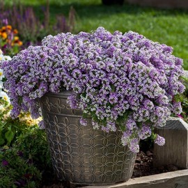UtopiaSeeds Sweet Alyssum Royal Carpet Seeds - Perennial Ground Cover - Dwarf 4-6 Inches Tall