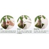 IPPINKA Sustee Aquameter, Bundle of 12, House Plant Soil Moisture