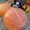 Mammoth Gold Pumpkin Seeds - 1/4 LB ~800 Seeds -