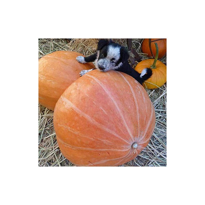 Mammoth Gold Pumpkin Seeds - 1/4 LB ~800 Seeds -