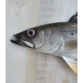 Sea Trout Hand Painted 28" Replica Wall Mount Sculpture Game Fish Salt Water