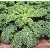 NIKA SEEDS - Vegetable Kale Cabbage Green - 150 Seeds
