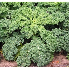 NIKA SEEDS - Vegetable Kale Cabbage Green - 150 Seeds