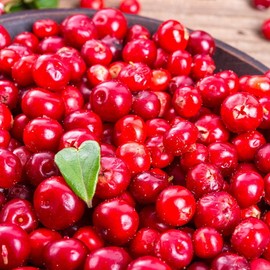 [Chamgoods] Lingonberry puree extract powder 100g container / [참굿즈] 링곤베리 퓨레 추출분말 100g 1통