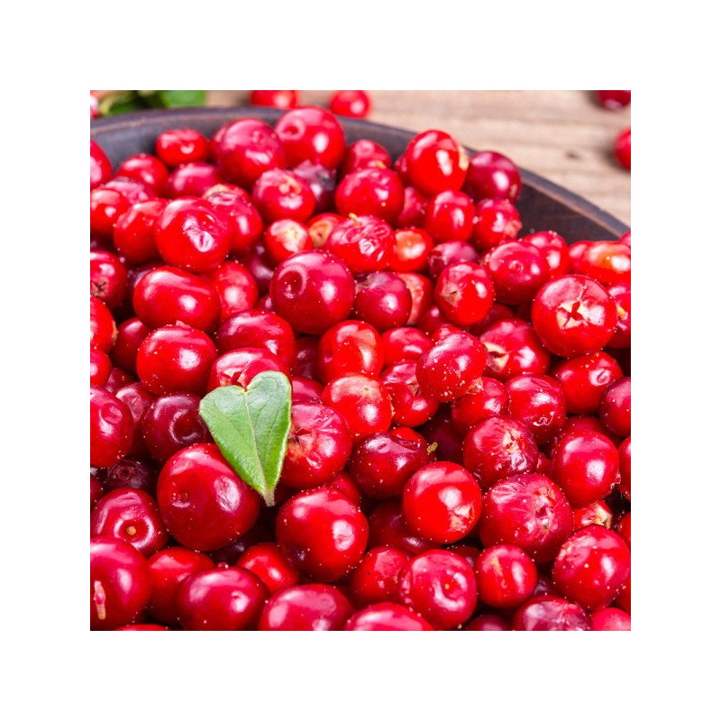 [Chamgoods] Lingonberry puree extract powder 100g container / [참굿즈] 링곤베리