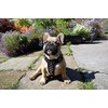 Bestia studded leather harness. French Bulldog size. 100% leather. Handmade