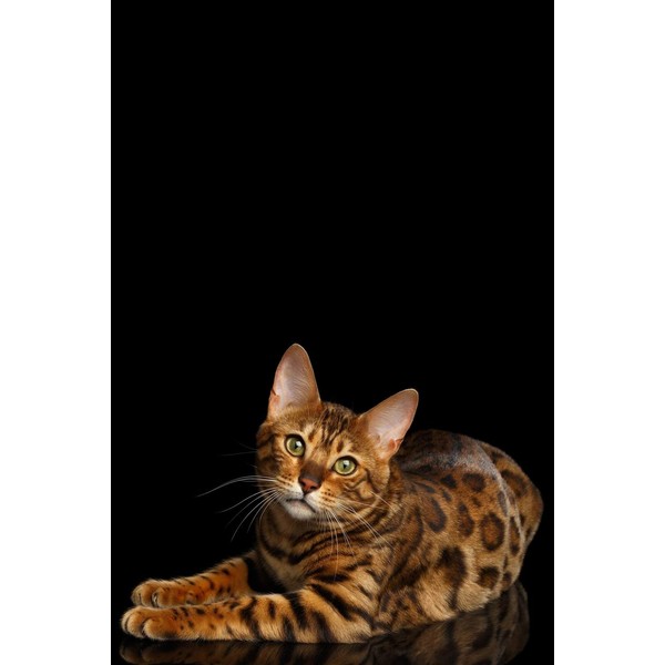 Bengal Cat Notebook: Dot Grid Journal, Softcover (6x9 inches) with