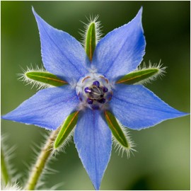 Seed Needs, Blue Borage Herb Seeds for Planting (Borago officinalis) Single Package of 100 Seeds - Heirloom, Non-GMO & Untreated