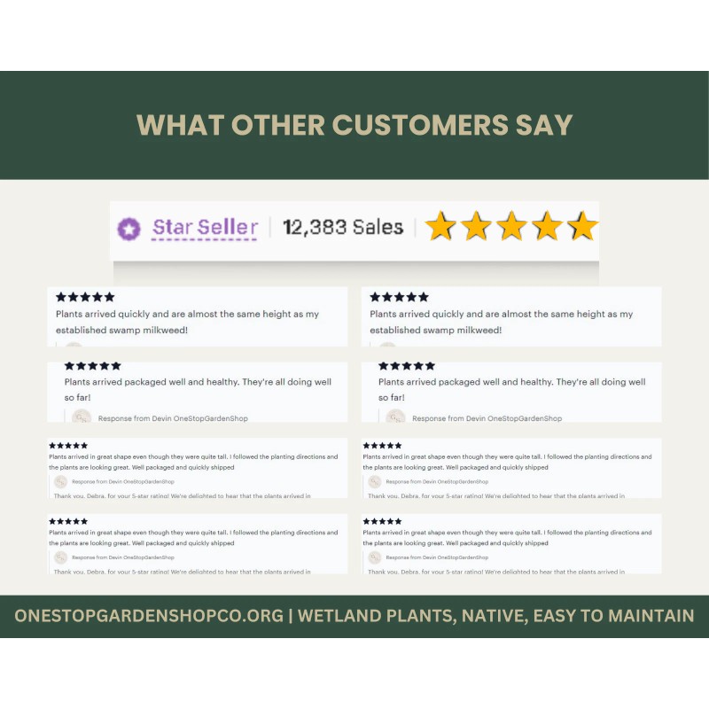 Equisetum hyemale | Scouring-rush Horsetail | Bareroot | Ancient |