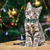 DIYDEC 3 Pack Christmas Plaid Cat Collars, Breakaway Cat Collars