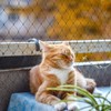 TiciKim Cat Net for Balcony and Window, 9 x 3