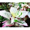 Aussie Queen Tropical Hibiscus Live Plant Variegated Green White Pink
