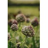 Artichoke Dried Cut Leaves from Italy - Cynara Cardunculus Loose