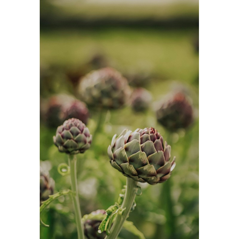 Artichoke Dried Cut Leaves from Italy - Cynara Cardunculus Loose
