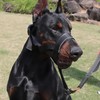 Dog Muzzle Adjustable Mouth Cover for Medium and Large Dogs