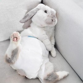 Rabbit Diapers for Dwarf Rabbits, Reusable Pet Underwear with Leak Protection, Comfortable Washable Absorbent Pads for Bunnies (XS,10Pcs)
