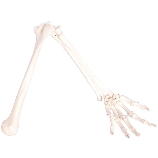 Mono-Life Human Body Model, Upper Limb Bone, Humerus, Forearm, Wrist, Handbone, Life-size, 28.7 inches (73 cm), Wire-Connected Model, Left Hand
